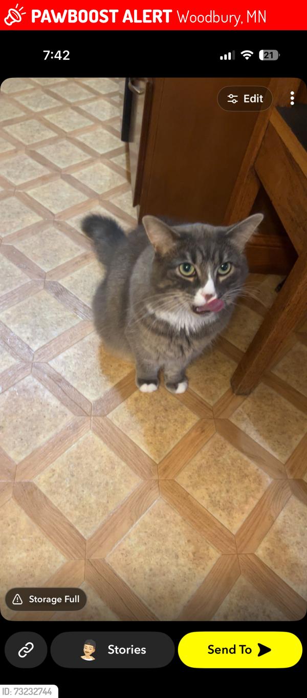 Lost Male Cat last seen Carmines bar and grill, Woodbury, MN 55125