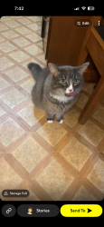 Lost Male Cat last seen Carmines bar and grill, Woodbury, MN 55125