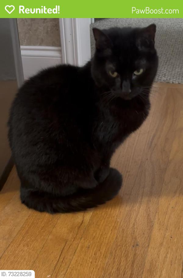 Reunited Female Cat last seen Cedar Bluff Dr and Moonridge Dr in Cedar Bluff neighborhood, Moore, SC 29369