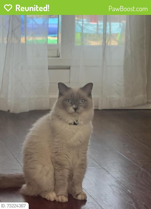 Reunited Male Cat last seen West Michigan Avenue, Battle Creek, MI 49037
