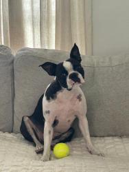 Lost Female Dog last seen Near W Cary dr, Citrus Springs, FL 34434