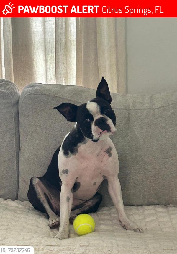 Lost Female Dog last seen Near W Cary dr, Citrus Springs, FL 34434