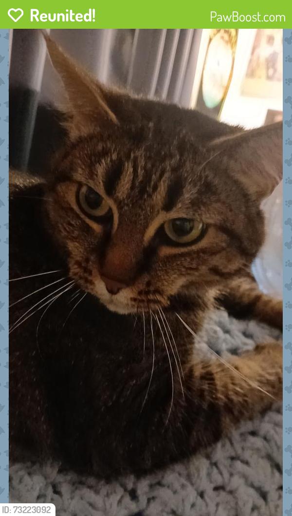 Reunited Female Cat last seen Citron European Bistrot, Zips Cannabis, Tacoma, WA 98444