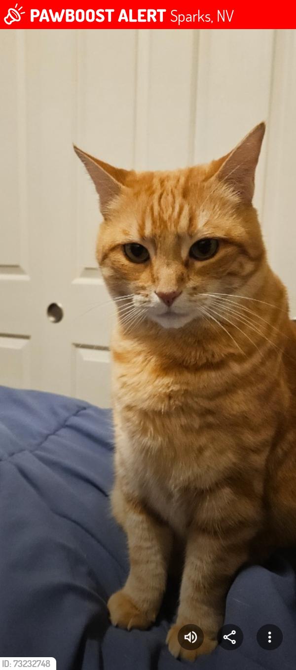 Lost Female Cat last seen Desert mirage dr, Sparks, NV 89436