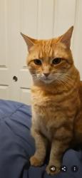 Lost Female Cat last seen Desert mirage dr, Sparks, NV 89436