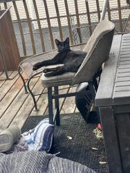 Reunited Male Cat last seen 35th and soffel, Melrose Park, IL 60160