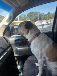 Reunited Female Dog last seen Shopping center behind target on Chapel Hill Rd., Douglasville, GA 30135