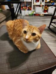 Reunited Male Cat last seen Hanover and Morningside, Grand Prairie, TX 75052