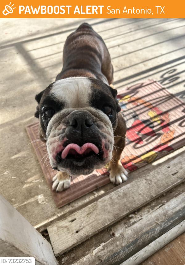 Found/Stray Female Dog last seen Oklahoma, San Antonio, TX 78237