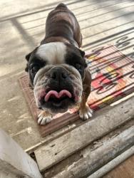 Found/Stray Female Dog last seen Oklahoma, San Antonio, TX 78237