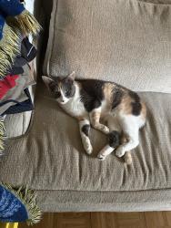 Lost Female Cat last seen Near birch dr elgin behind ERC, old recreation center, Elgin, IL 60120