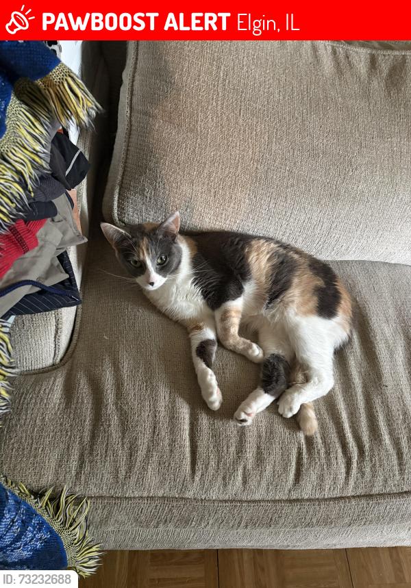 Lost Female Cat last seen Near birch dr elgin behind ERC, old recreation center, Elgin, IL 60120