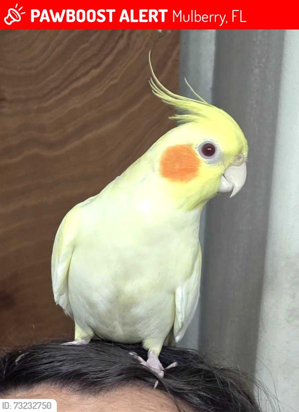 Lost Unknown Bird last seen Near Johnson road and state road 60, Mulberry, FL 33860
