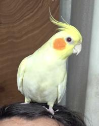 Lost Unknown Bird last seen Near Johnson road and state road 60, Mulberry, FL 33860