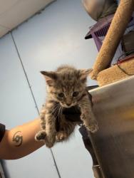 Shelter Stray Female Cat last seen Home Depot parking lot, District 1 - North Cleburne,, 2375 Service Dr, Cleburne, TX 76033, USA