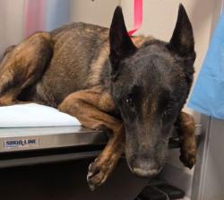 Shelter Stray Male Dog last seen S El Dorado Ave & W Lincoln Ave, San Joaquin Zone Fresno CO 1A 93660, CA, 1510 W Dan Ronquillo Dr, Fresno, CA 93706, USA