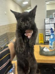 Shelter Stray Male Cat last seen Near S ewing Ave, Not Mesquite, TX, 1650 Gross Rd, Mesquite, TX 75149, USA