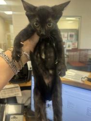 Shelter Stray Male Cat last seen Near Country Circle, 75181, TX, 1650 Gross Rd, Mesquite, TX 75149, USA