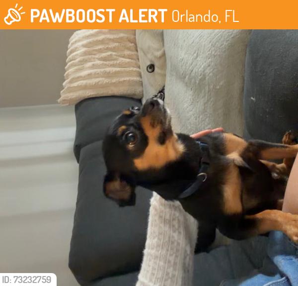 Found/Stray Male Dog last seen Airport, Orlando, FL 32801