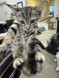 Shelter Stray Male Cat last seen Near Country Circle, 75181, TX, 1650 Gross Rd, Mesquite, TX 75149, USA
