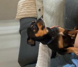 Found/Stray Male Dog last seen Airport, Orlando, FL 32801