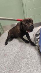Shelter Stray Male Dog last seen Near 64TH AV, Oakland, CA, 1101 29th Ave, Oakland, CA 94601, USA