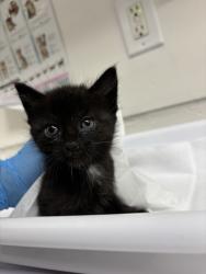 Shelter Stray Female Cat last seen Near parker ave, Oakland, CA, 1101 29th Ave, Oakland, CA 94601, USA