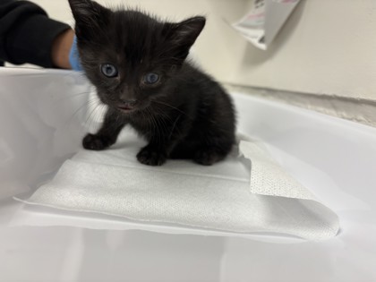 Shelter Stray Female Cat last seen Near parker ave, Oakland, CA, 1101 29th Ave, Oakland, CA 94601, USA