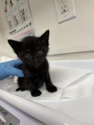 Shelter Stray Male Cat last seen Near parker ave, Oakland, CA, 1101 29th Ave, Oakland, CA 94601, USA
