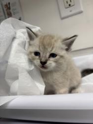 Shelter Stray Female Cat last seen Near parker ave, Oakland, CA, 1101 29th Ave, Oakland, CA 94601, USA