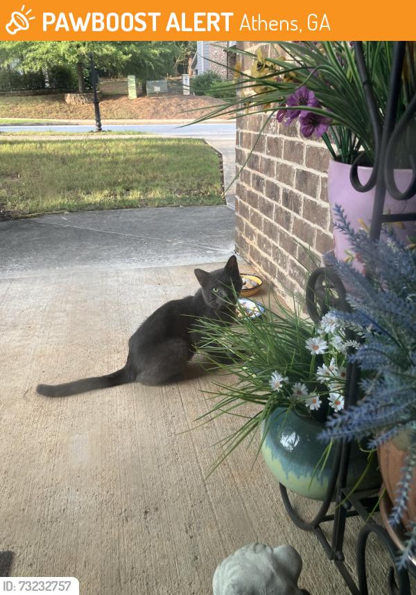 Found/Stray Male Cat last seen Towns Walk Dr & Huntleys Glen, Athens, GA 30606