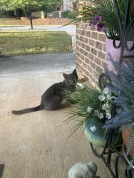 Found/Stray Male Cat last seen Towns Walk Dr & Huntleys Glen, Athens, GA 30606