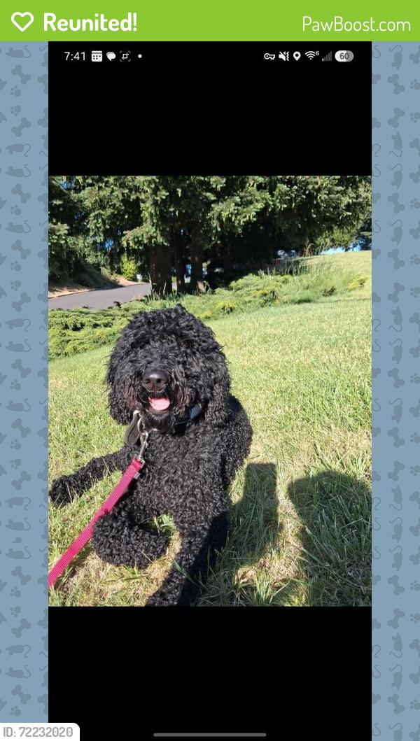 Reunited Female Dog last seen Near SE Marie St, Portland, OR, Portland, OR 97236