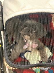 Reunited Female Dog last seen Clear springs, New Braunfels, TX 78130