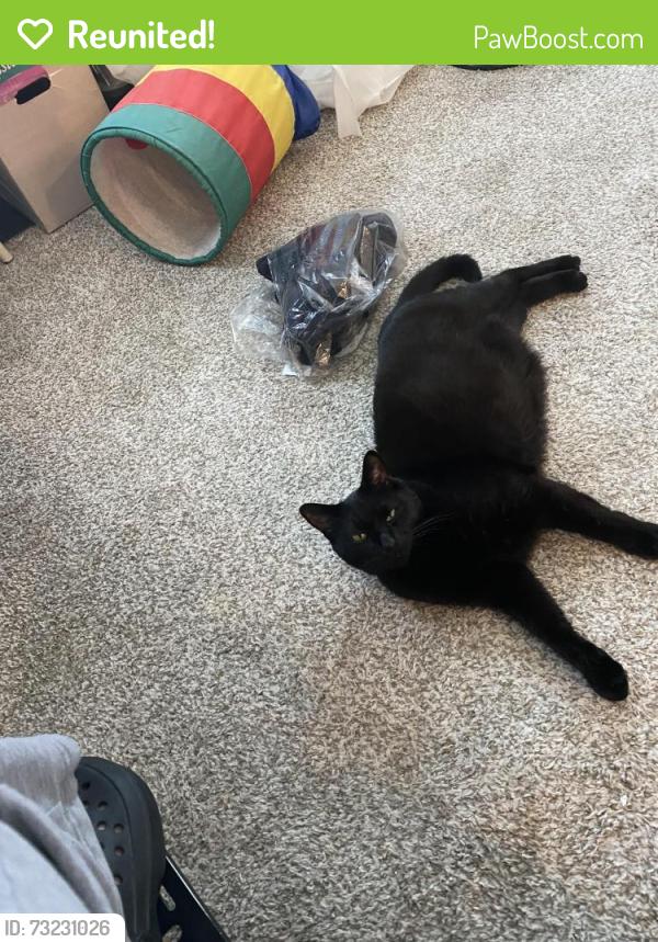 Reunited Male Cat last seen Hawthorn Extended Stay by Wyndham Hotel Room 204, Chambersburg, PA 17201