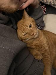 Lost Male Cat last seen Grand blanc crossing, Grand Blanc, MI 48439