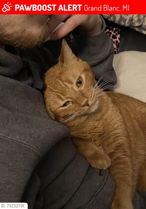 Lost Male Cat last seen Grand blanc crossing, Grand Blanc, MI 48439
