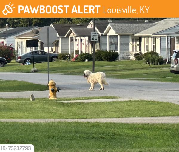 Found/Stray Unknown Dog last seen Preston Hwy, Louisville, KY 40213