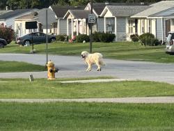 Found/Stray Unknown Dog last seen Preston Hwy, Louisville, KY 40213
