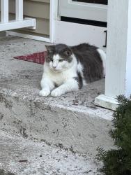 Found/Stray Unknown Cat last seen Lippett School, Warwick, RI 02886