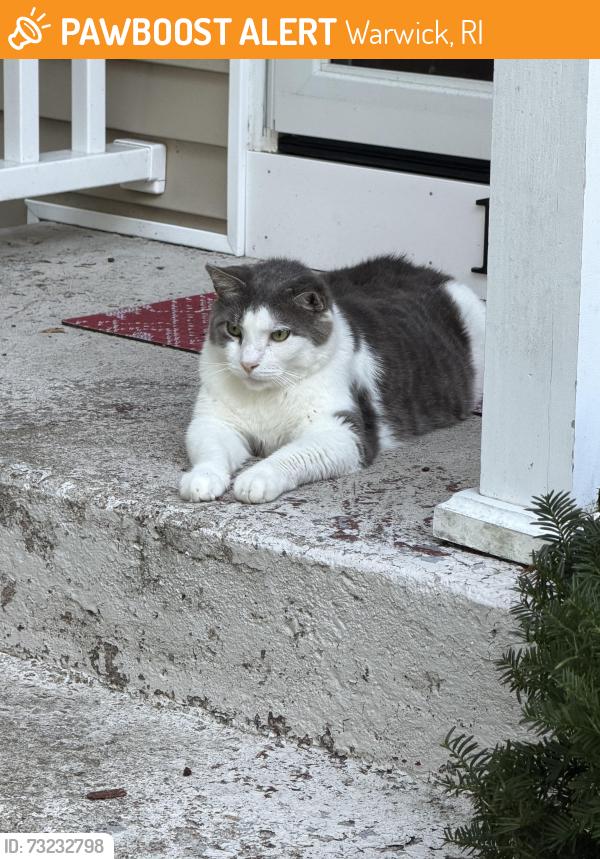 Found/Stray Unknown Cat last seen Lippett School, Warwick, RI 02886