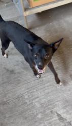 Lost Male Dog last seen N Mooney Blvd & Houston Ave, Visalia, CA 93291
