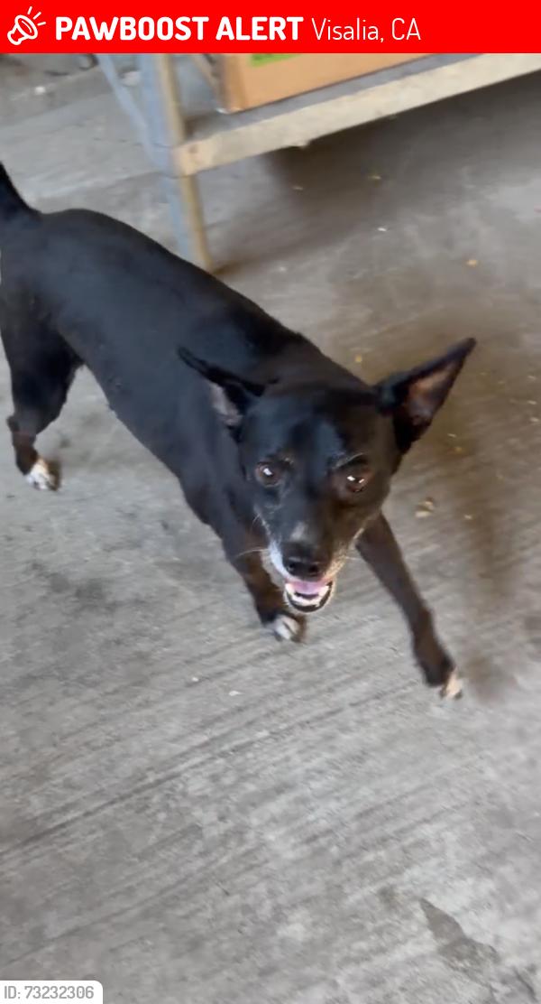 Lost Male Dog last seen N Mooney Blvd & Houston Ave, Visalia, CA 93291