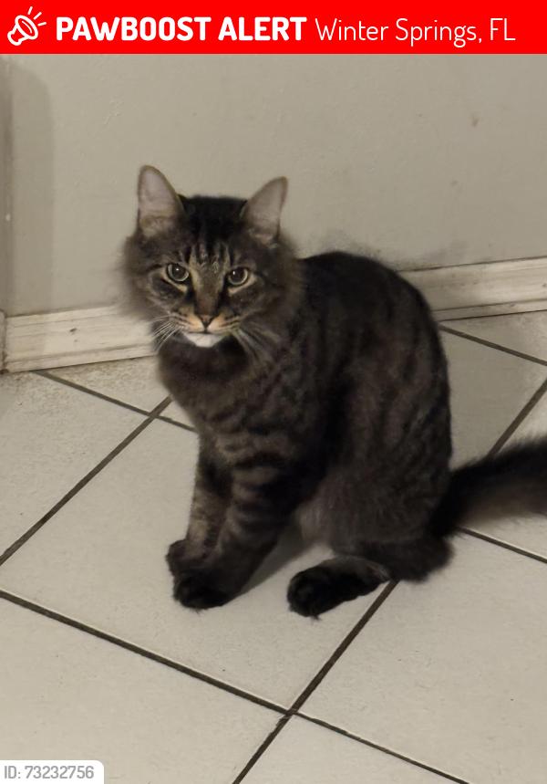Lost Male Cat last seen Rising sun blvd., Winter Springs, FL 32708