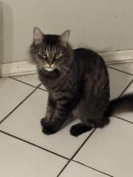 Lost Male Cat last seen Rising sun blvd., Winter Springs, FL 32708
