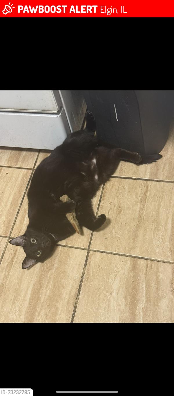 Lost Male Cat last seen Highland ave, Elgin, IL 60123