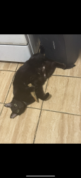 Lost Male Cat last seen Highland ave, Elgin, IL 60123