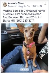 Reunited Female Dog last seen 19th and Dawson Ave, Signal Hill, CA 90755