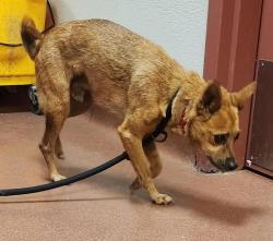 Shelter Stray Male Dog last seen Near Monte Vista Avenue, Oakland, CA, 94611, 8323 Baldwin St, Oakland, CA 94621, USA
