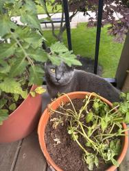 Lost Female Cat last seen Riverplace apmts, Independence, OR 97351